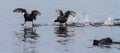 Eurasian coots