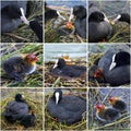 Eurasian coots collage