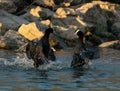 Eurasian coots fight.