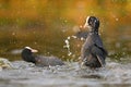 Eurasian Coots in fight Royalty Free Stock Photo