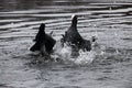 Eurasian coots fighting