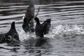 Eurasian coots fighting