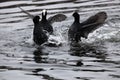 Eurasian coots fighting