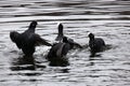 Eurasian coots fighting