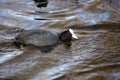 Eurasian coots fighting over territory