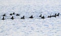 The Eurasian coots