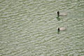 Eurasian coots Fulica atra.