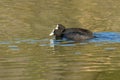 Eurasian coots Fulica atra, Malta, Mediterraneann