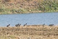 Eurasian Coots moving into water