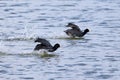 Eurasian Coots running on water