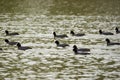 Eurasian Coots in the water