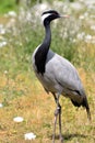 Eurasian Crane Royalty Free Stock Photo