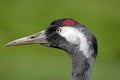 Eurasian crane Royalty Free Stock Photo