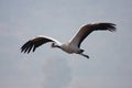 Eurasian crane Royalty Free Stock Photo