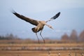 Eurasian crane Royalty Free Stock Photo
