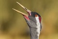 Eurasian crane Royalty Free Stock Photo