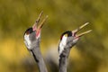 Eurasian crane Royalty Free Stock Photo
