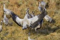 Eurasian crane Royalty Free Stock Photo