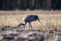 Eurasian crane on field