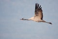 Eurasian crane in flight