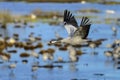 Eurasian crane Royalty Free Stock Photo