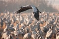 Eurasian crane flying Royalty Free Stock Photo