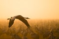 Eurasian crane flying Royalty Free Stock Photo