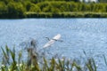 Eurasian crane Grus grus over the lake