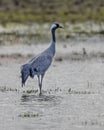 Eurasian crane Royalty Free Stock Photo