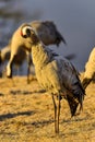 Eurasian crane Royalty Free Stock Photo