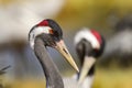Eurasian crane Royalty Free Stock Photo