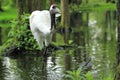 Eurasian crane Royalty Free Stock Photo
