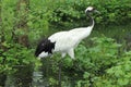 Eurasian crane Royalty Free Stock Photo