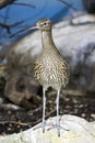 Eurasian Curlew Royalty Free Stock Photo
