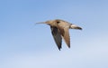 Eurasian Curlew