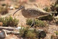 Eurasian curlew Royalty Free Stock Photo