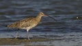 Eurasian Curlew Royalty Free Stock Photo