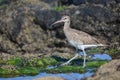 Eurasian curlew or common curlew Numenius arquata in Tenerife, The Canary Islands, Spain Royalty Free Stock Photo