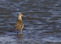 Eurasian Curlew and Crab