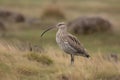 Eurasian Curlew (Eurasia) (Generative AI)