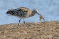 Eurasian Curlew - Numenius arquata with a crab.