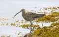 Eurasian Curlew - Numenius arquata - England Royalty Free Stock Photo