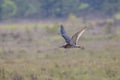 Eurasian curlew (Numenius arquata) Royalty Free Stock Photo