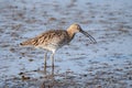 Eurasian Curlew - Numenius arquata swallowing a worm. Royalty Free Stock Photo