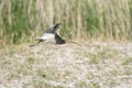 Eurasian Curlew Numenius arquata Royalty Free Stock Photo