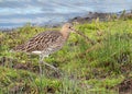 Eurasian Curlew - Numenius arquata with a worm. Royalty Free Stock Photo