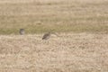 Common curlews Royalty Free Stock Photo