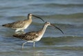 Eurasian curlews Royalty Free Stock Photo