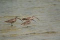 Eurasian curlews wading in Busaiteen coast, Bahrain Royalty Free Stock Photo