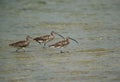 Eurasian curlews wading in water Royalty Free Stock Photo